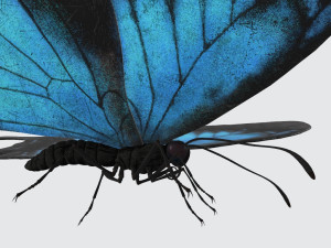 Ulysses Butterfly Ready to Print Model Cetak 3D