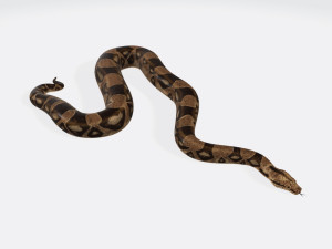 Python Snake Ready to Print 3D 打印模型