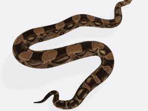 Python Snake Ready to Print 3D 打印模型