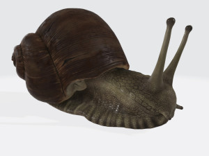 Snail Sculpture Ready to Print 3D 打印模型