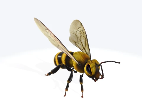 Honey Bee Isect 3D Printable Model 3Dモデル
