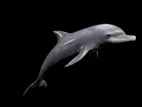 Dolphin Jumping Figure 3D Printable Model 3D Model