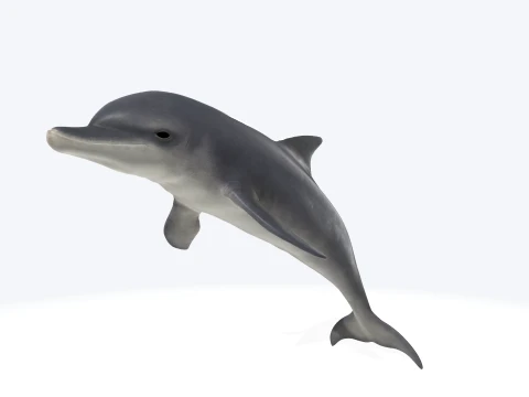 Dolphin Jumping Figure 3D Printable Model 3D Model