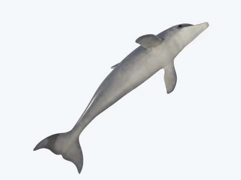 Dolphin Jumping Figure 3D Printable Model 3D Model