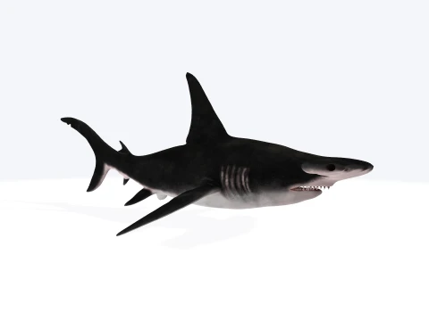 Hammerhead Shark Figure 3D Printable Model 3D Model