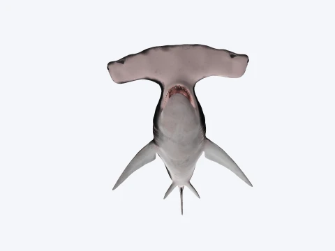 Hammerhead Shark Figure 3D Printable Model 3D Model