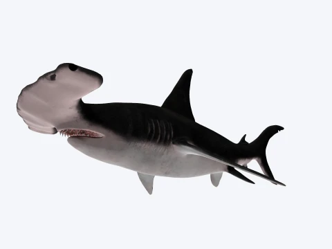 Hammerhead Shark Figure 3D Printable Model 3D Model