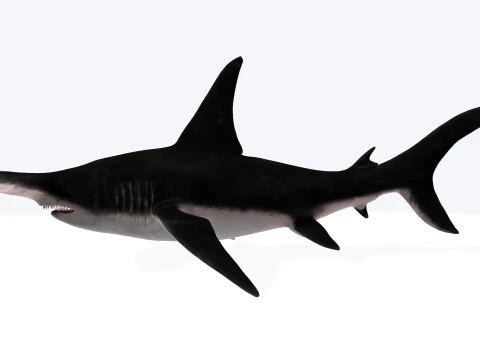 Hammerhead Shark Figure 3D Printable Model 3D Model