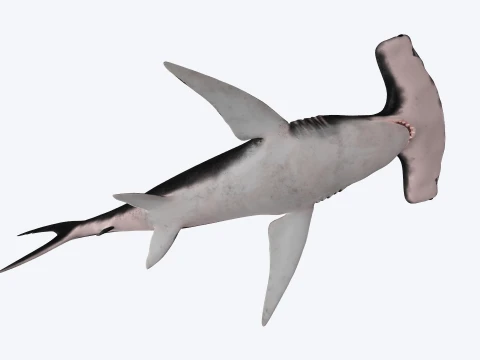 Hammerhead Shark Figure 3D Printable Model 3D Model