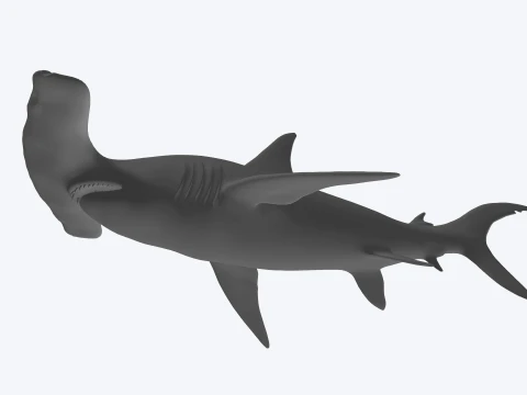 Hammerhead Shark Figure 3D Printable Model 3D Model