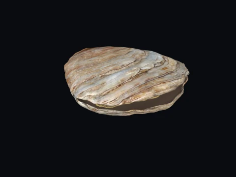 Oyster 3D Print Model 3D Print Model