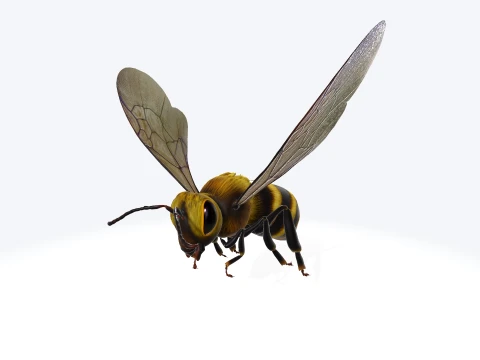 Animation Flying Bee 3D Model