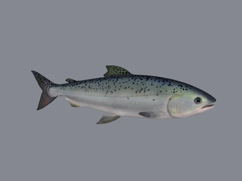 Salmon Fish Sculpture 3D Print Model Model Cetak 3D