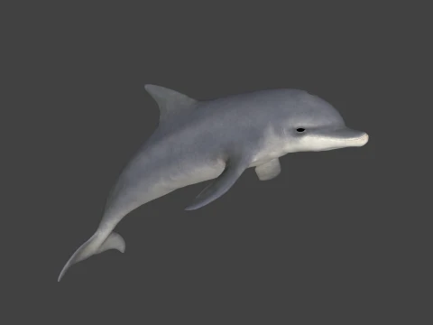 Realistic Dolphin Sculpture 3D Print Model 3D 打印模型