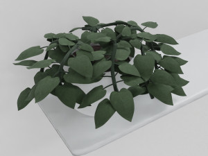 pothos pot plants 3D मॉडल