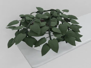 pothos pot plants 3D Model