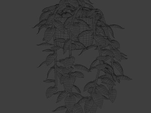 pothos pot plants 3D मॉडल