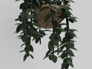 pothos pot plants 3D मॉडल
