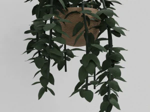 pothos pot plants 3D Model