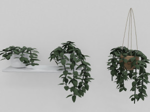 pothos pot plants 3D Model
