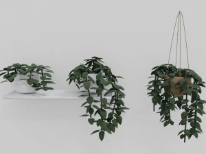 pothos potplanten 3D Model