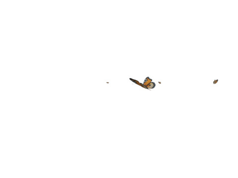 Butterflies looping animation VR - AR - low-poly 3D Model