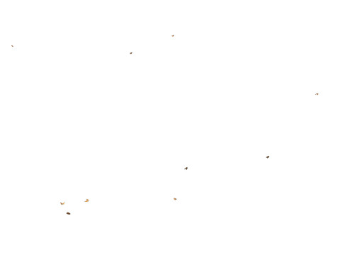 Butterflies looping animation VR - AR - low-poly 3D Model