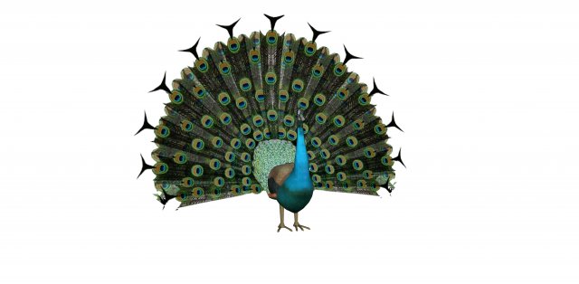 peacock 3D Model .c4d .max .obj .3ds .fbx .stl .blend 