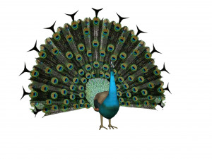 peacock 3D Модель
