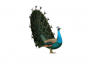 peacock 3D Model