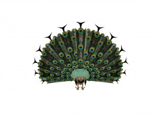 peacock 3D Model