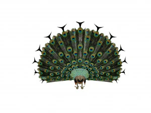 peacock 3D Model