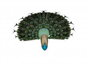 peacock 3D Model