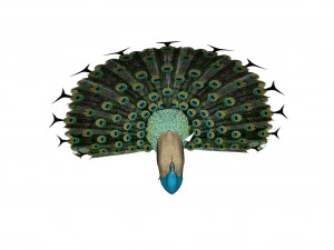 peacock 3D Model
