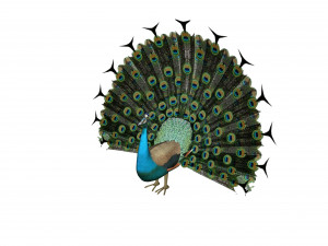 peacock 3D Model