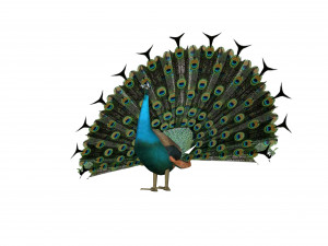 peacock 3D Model