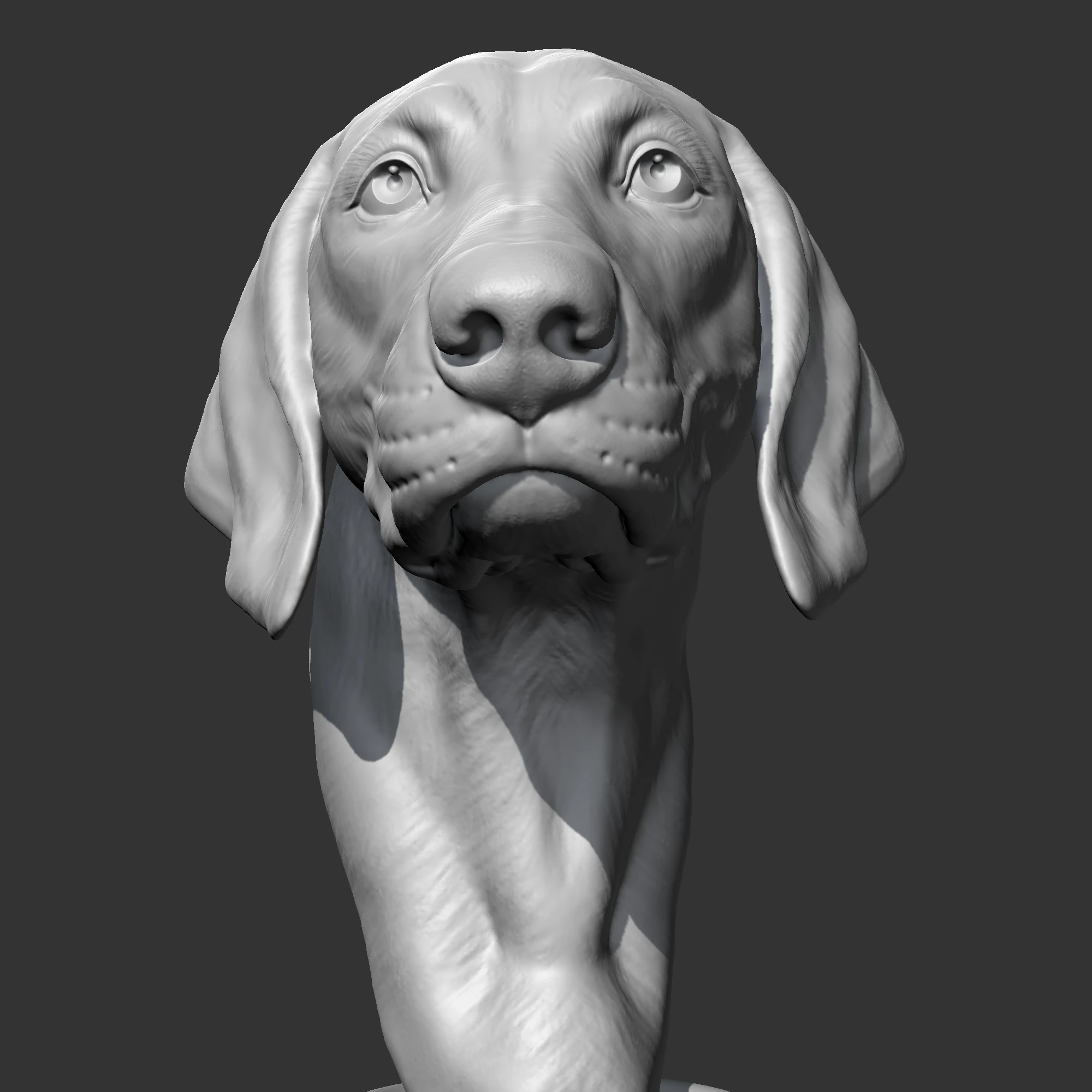 Weimaraner Head AM10 3D print model 3D Print Model .c4d .max .obj .3ds .fbx .stl .blend