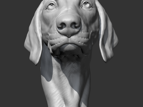 Weimaraner Head AM10 3D print model 3Dプリントモデル