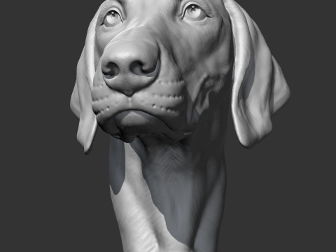 Weimaraner Head AM10 3D print model 3D Print Model