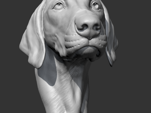 Weimaraner Head AM10 3D print model 3D Print Model