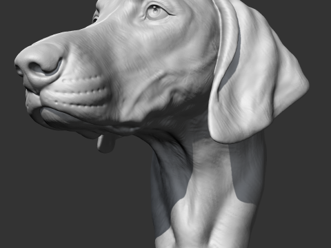 Weimaraner Head AM10 3D print model 3D Print Model