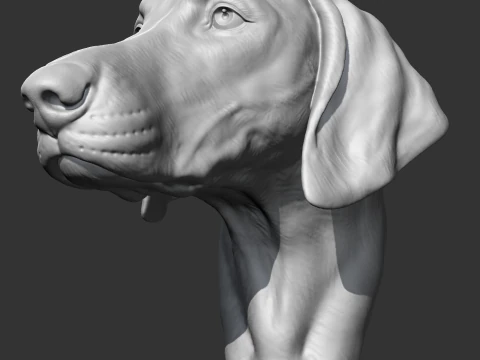 Weimaraner Head AM10 3D print model 3D Print Model