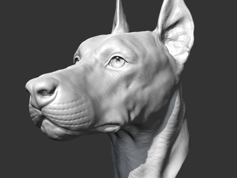 Doberman Head AM17 3D print model Modelo de Impressão 3D