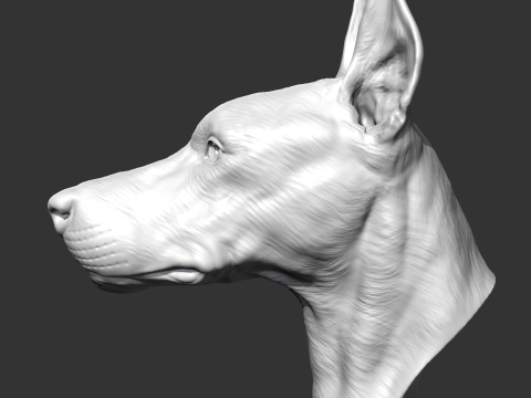 Doberman Head AM17 3D print model Modelo de Impressão 3D