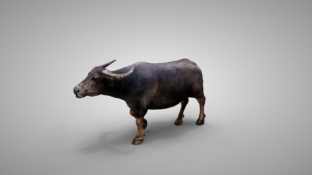 Water buffalo Animated 3D मॉडल .c4d .max .obj .3ds .fbx .stl .blend 