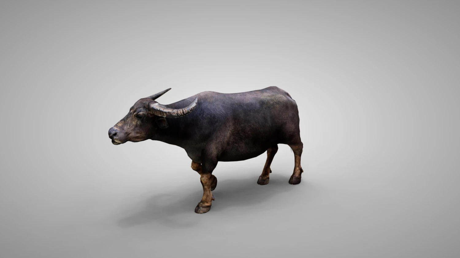 Water buffalo Animated 3D Model .c4d .max .obj .3ds .fbx .stl .blend 