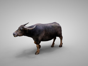 Water buffalo Animated 3D मॉडल