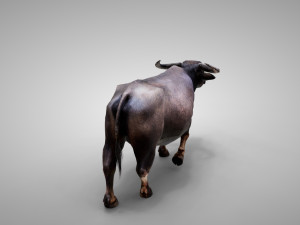 Water buffalo Animated 3D मॉडल