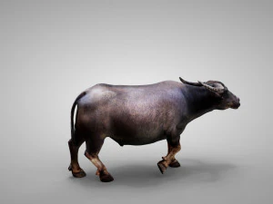 Water buffalo Animated 3D Model