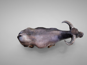 Water buffalo Animated 3D मॉडल